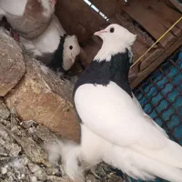 طوقی نر و ماده|پرنده|دلیجان, |دیوار