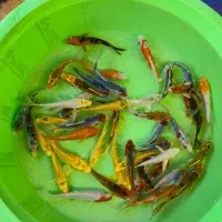 کوهاکو و یامابوکی و پلاتینیوم|ماهی|شیراز, شهرک بهار|دیوار