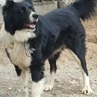 فروش سگ|سگ|مبارکه, |دیوار