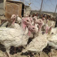 بوقلمون بیوتی 6|حیوانات مزرعه|شاهرود, |دیوار