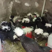 جوجه یک روزه تخم نطفه دار برهما ابریشمی و لهستانی|حیوانات مزرعه|شیراز, حافظیه|دیوار