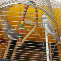 عروس هلندی  نرو ماده به همرا قفسشون