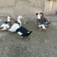 اوردک