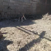 سگ نسل ماده زیبا سر پنجه دار ماده|سگ|باخزر, |دیوار