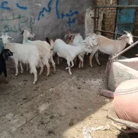 3جفت بز بزغاله سانن
