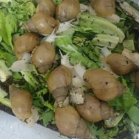 فروش حلزون مولد