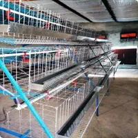 پرورش./مرغ/ رسمی.بومی صنعتی و خانگی|حیوانات مزرعه|ساری, |دیوار