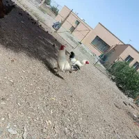 خروس مینیاتوری