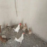 دو عدد خروس محلی