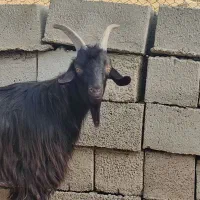 نربزی ، بز ، گوسفند