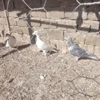 کفتر