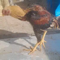 جوجه خروس لاری|حیوانات مزرعه|باقرشهر, |دیوار