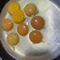 تخم مرغ|خوردنی و آشامیدنی|تهران, شهرآرا|دیوار