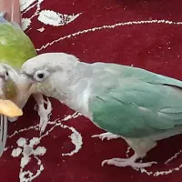 گرینچیک پاین اپل