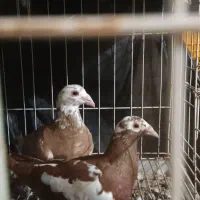 کبوتر میولمنز