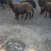 ۱۰راس میش قزل افشار اصل