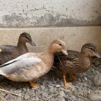 یک جفت اردک مینیاتوری کال مناسب برکه و اب نما ویلا