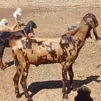 بز پاکستانی عتیقه جنس ناب