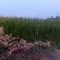 ۳عدد گونی چلتوک امسالی به شرط