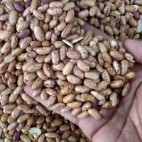 حبوبات|خوردنی و آشامیدنی|اصفهان, راران|دیوار