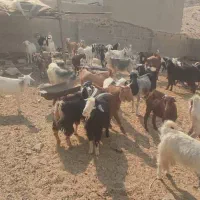 گوشت‌کهره‌موجوده|حیوانات مزرعه|جم, |دیوار