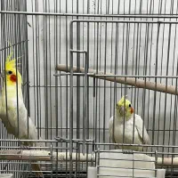 جفت عروس هلندی و کوتوله