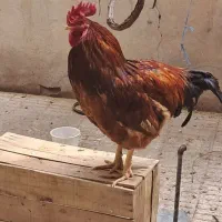 خروس و مرغ محلی