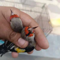 سهره وحش پاییزی دورگ|پرنده|شیراز, بالا کفت|دیوار