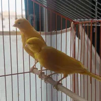 نروماده سوپر پرتقالی