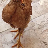 فروش جوجه محلی دو ماهه