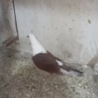 کلاغ سرخ|پرنده|مشهد, نیزه|دیوار