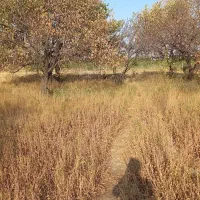 باغ و باغچه|فروش زمین و ملک کلنگی|انزل, |دیوار