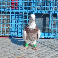 کبوتر طوقی|پرنده|بوئین زهرا, |دیوار