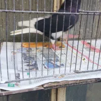 کیوتر پرشی درجه یک