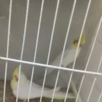 عروس هلندی دستی