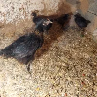 جوجه مرغ