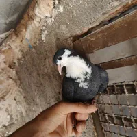 کفتر|پرنده|تهران, امام زاده حسن|دیوار