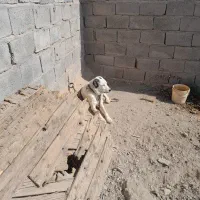 فروش سگ|سگ|کشکوئیه, |دیوار