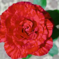 کار در منزل انجام میدهم
