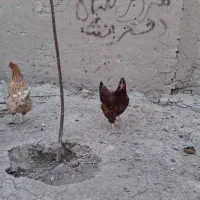 مرغ محلی|حیوانات مزرعه|قوچان, |دیوار