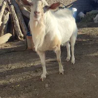 تکه کل سانن سنگین وزن