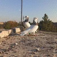 کشکیله|پرنده|سبزوار, فرهنگیان|دیوار