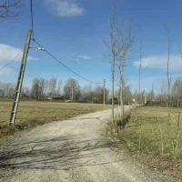 کدنیسان/یک هکتار شالی سنتی برخیایان درحال آسفالت