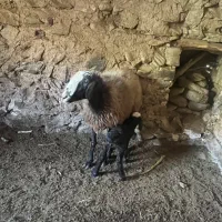 میش و بره های نژاد اصیل شال و افشار|حیوانات مزرعه|زرند, |دیوار