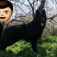 روتواایلر کین کورسوو دوبرمن بلک توله سگ ژرمن رکسی|سگ|تهران, شهرک غزالی|دیوار