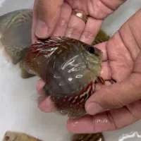 ماهی دیسکس|ماهی|اندیشه, شهرک صدف|دیوار