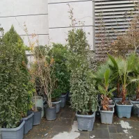 فروش|خدمات باغبانی و درختکاری|تهران, شهرک آتی شهر|دیوار