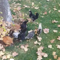 جوجه محلی|حیوانات مزرعه|شیراز, شهرک مهدیه|دیوار