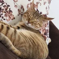 گربه دی اس اچ ماده