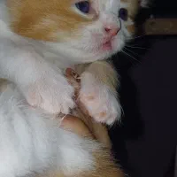 گربه پرشین کاراملی|گربه|گرگان, |دیوار